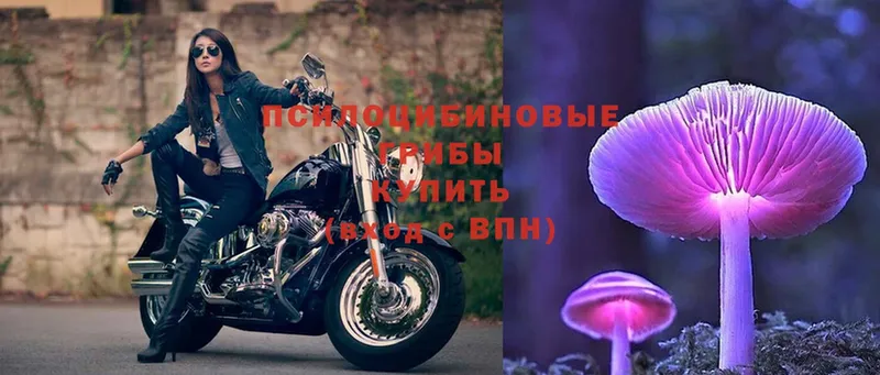 Галлюциногенные грибы Psilocybe  где продают   Нальчик 